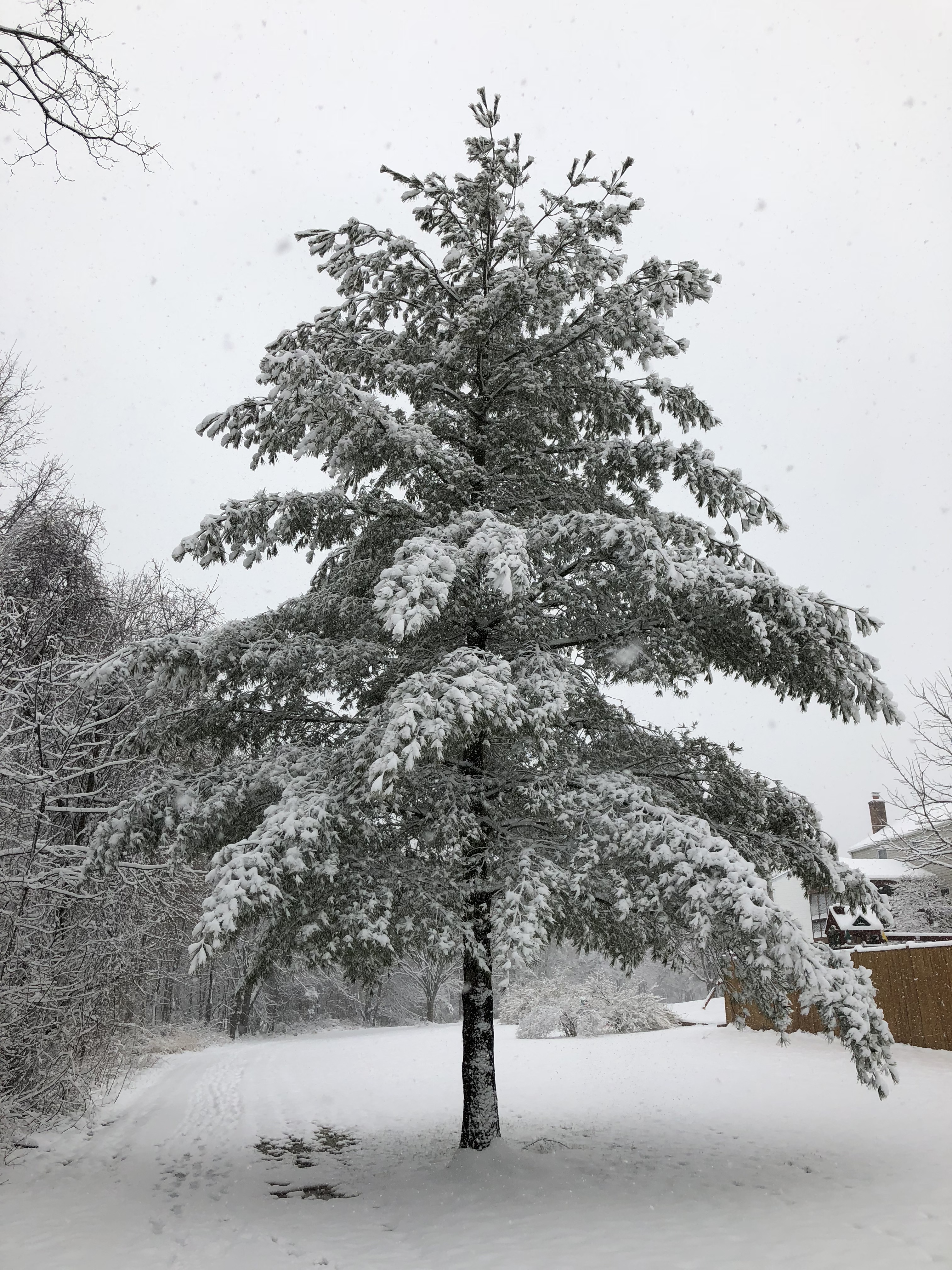 white pine on powder